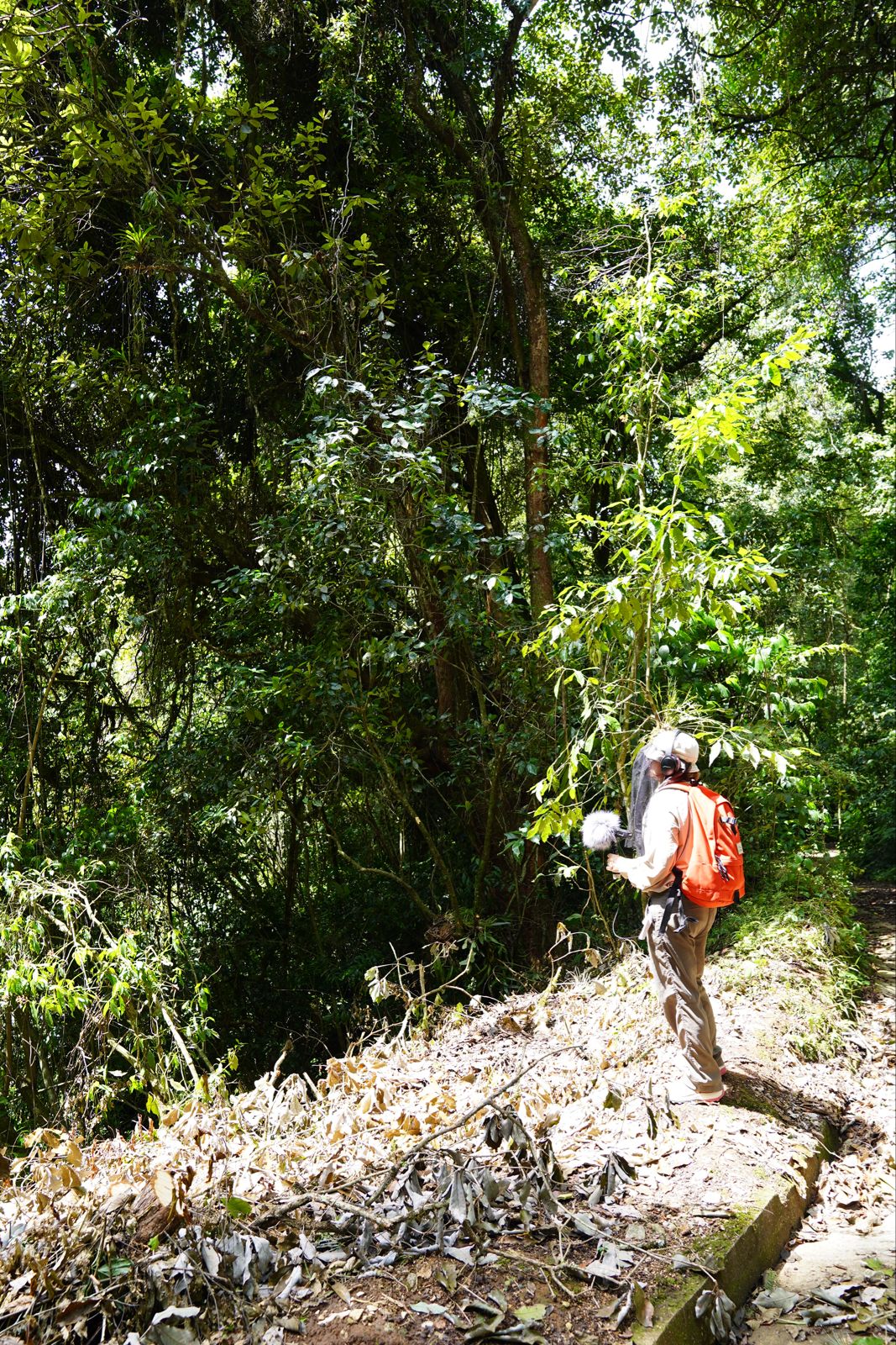 Grabación sonora en el bosque de niebla — Memorias del Clima