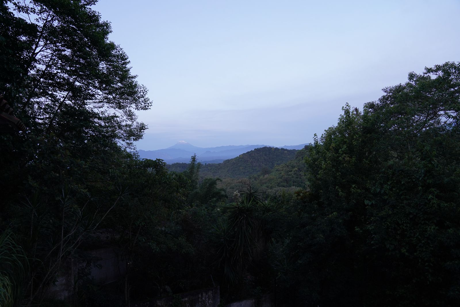 Bosque de niebla de Xalapa — Memorias del Clima